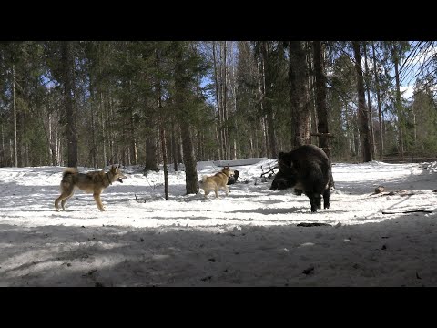 Видео: Питомник западно-сибирских лаек