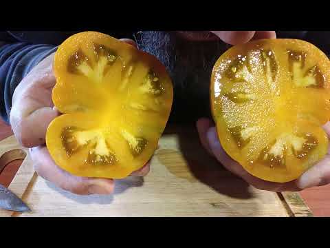 Видео: томат 3ебра желтая (Козула 179)пробую