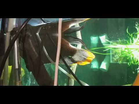 Видео: Попытка Спасения Акарыча  ! Болезни аквариумных рыб . К верху брюшком