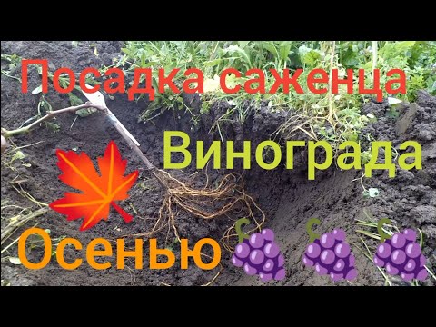 Видео: Посадка саженца винограда осенью в Подмосковье.