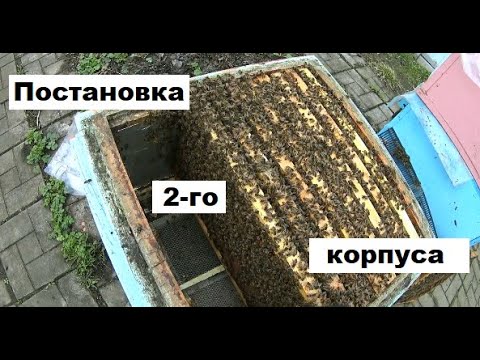 Видео: Установка второго корпуса важнейшая работа на пасеке/