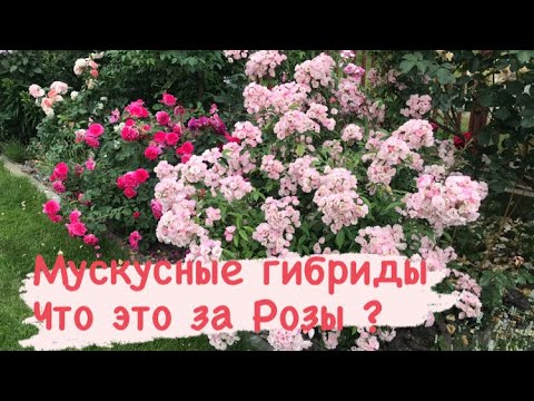 Видео: Стоит ли сажать мускусные гибриды роз⁉️ Обзор