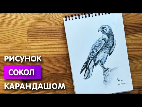 Видео: Как нарисовать сокола карандашом | Рисунок для начинающих поэтапно