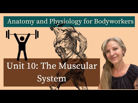 Видео: Модуль 10 «А и П»: Введение в мышечную систему | Подготовка к MBLEx