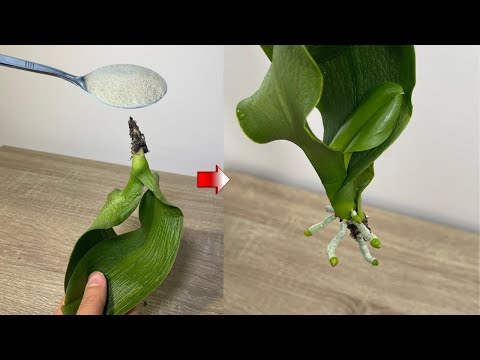 Видео: Сделайте это с орхидеями без корней!! Многие сильные корни быстро вырастут и возродятся
