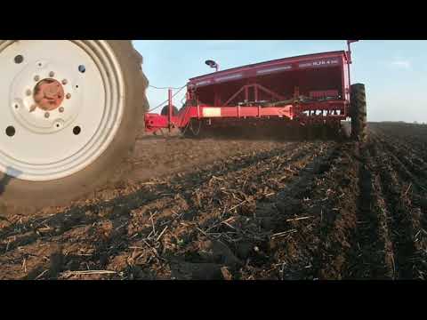 Видео: Чому вимерз зимуючий горох ??? Причину знайшов  !!! Пересів та підсів зимуючого гороху НС Мороз.