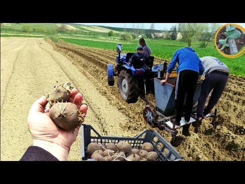 Видео: Посадка Картоплі 2023 Львівщина Трактор в роботі. Саджаємо по фрезованій землі