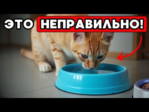 Видео: Сделайте Это — и Ваш Кот Будет Пить в ДВА РАЗА Больше Воды! (Проверено и Работает!)