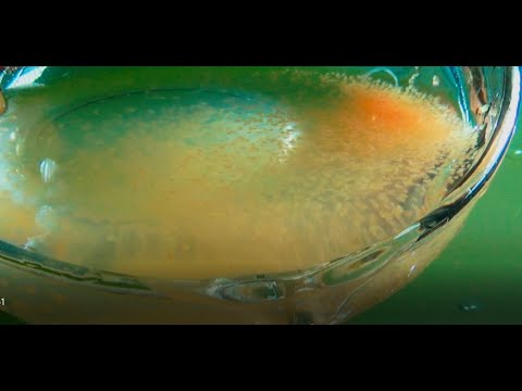 Видео: 100%ДАФНИЯ без ПОДМЕН 5ДЕНЬ.Корм для РЫБОК лучший!