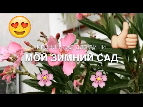 Видео: Мой зимний САД🌸//Добро Пожаловать)