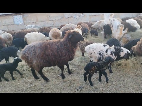 Видео: Қойлар мен қозылар 🐑