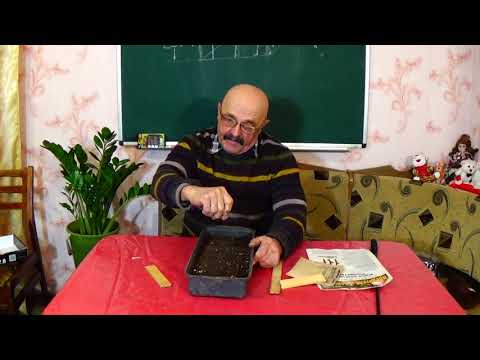 Видео: Не ошибитесь  с помидорами в открытом грунте!