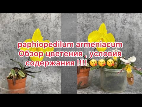 Видео: paphiopedilum armeniacum . Обзор первого цветения . Условия содержания 😘😘😘😘