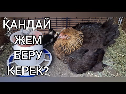 Видео: 3күндік балапанға қандай жем беру керек? 4.бөлім