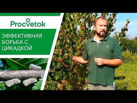 Видео: ЦИКАДКА на винограде, розе, яблоне. Как я поборол вредителя.