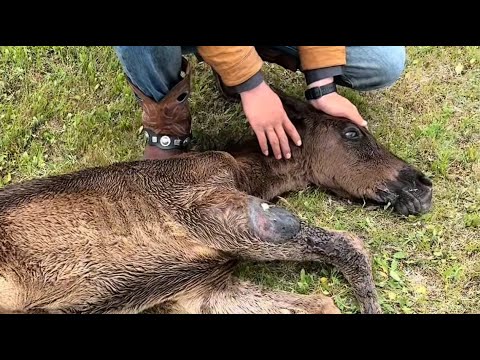 Видео: Материнская любовь: лошадь умоляет людей спасти ее жеребенка.