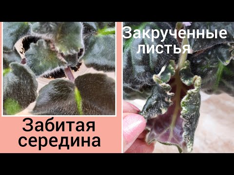 Видео: Фиалки! Забитая середина, скручиваются листья!