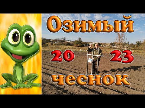 Видео: Озимый чеснок под мотоблок 2023.  Так я еще не сажал...