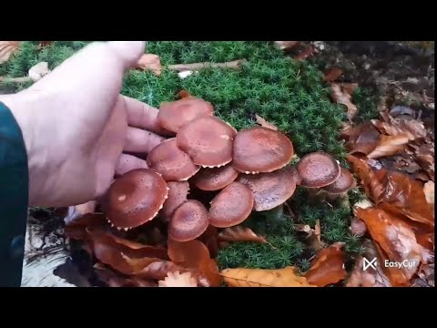 Видео: Що з Грибами в Лісі в Нас... Йде Погляне дід Панас