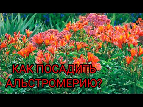 Видео: КАК ПОСАДИТЬ АЛЬСТРОМЕРИЮ?