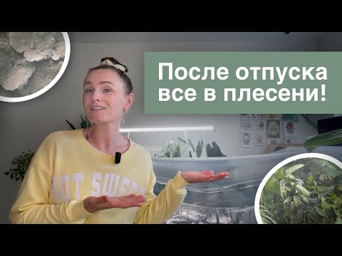 Видео: Что случилось с моими растениями после 2 недель отпуска | плесень в тепличке!