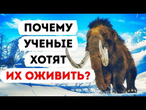 Видео: Мы можем увидеть живых мамонтов в ближайшем будущем