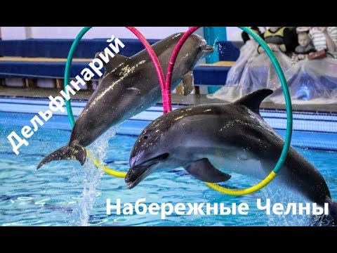 Видео: Дельфинарий в Набережных Челнах