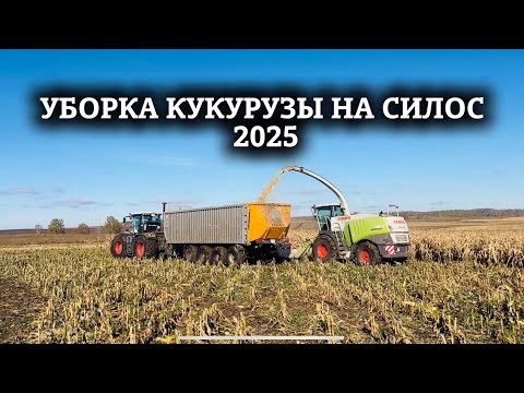 Видео: Мужики убирают кукурузу | Комбайн Claas Jaguar | Заготовка силоса в хозяйстве | Комбайнеры