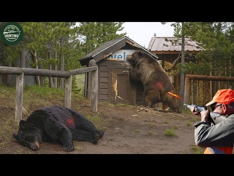 Видео: Охота на медведей, нападающих на фермы, с винтовкой 👍😍🔥🔥 Часть 2