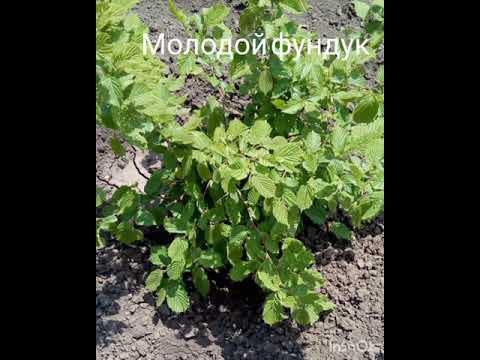 Видео: Плодовые деревья, растущие на юге Ростовской области