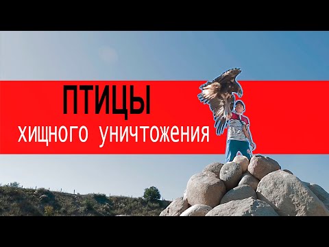 Видео: Птицы хищного уничтожения