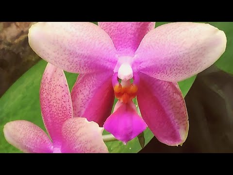 Видео: МОИ ЛИОДОРО. 😍❣️НЕ ВСЕМИ ДОВОЛЬНА 🙈🤭#phalaenopsis #LIODORO #ORHIDS #ORJIDEA #FLOR 🌱🌱🌱🦋🦋🦋❣️