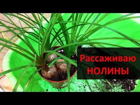 Видео: Нолина Бокарнея: рассаживаю 3 растения /  Моя новинка