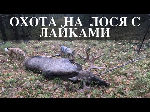 Видео: Охота на трофейного лося с лайками.