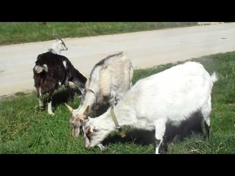 Видео: прогулка с козами и немного о себе