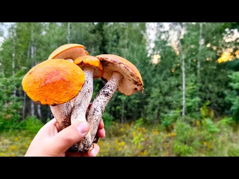 Видео: СБОР ГРИБОВ НА УТРЕННЕЙ ЗОРЬКЕ!! Нашел нетронутые поляны
