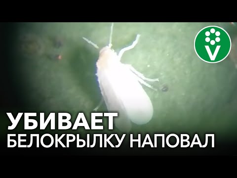 Видео: БЕЗОПАСНЫЙ И ОЧЕНЬ ЭФФЕКТИВНЫЙ СПОСОБ БОРЬБЫ С БЕЛОКРЫЛКОЙ И ПАУТИННЫМ КЛЕЩОМ!