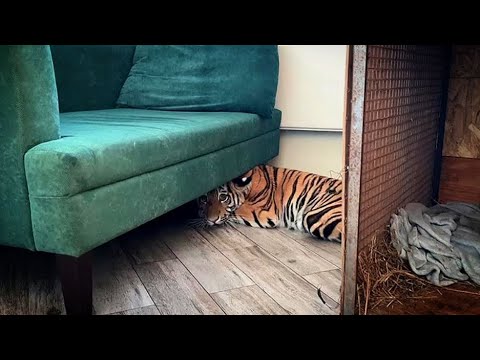 Видео: Переломанный Тигренок приехал в Дом Тигра...
