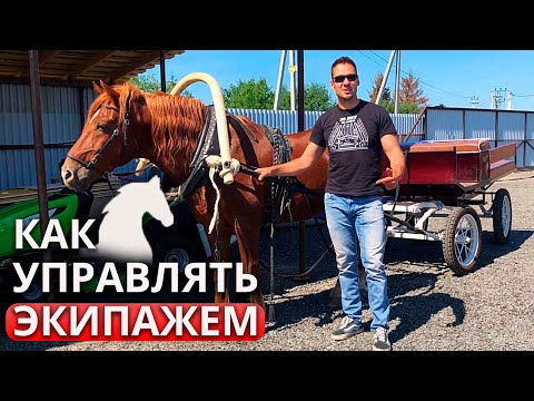Видео: Управление экипажем | Как запрягать лошадь и не запутаться