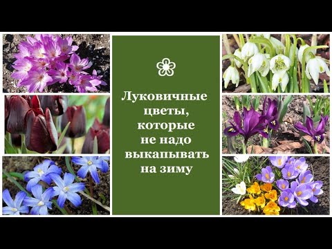 Видео: ❀ Луковичные цветы, которые не надо выкапывать на зиму