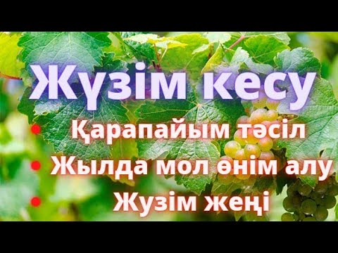 Видео: #Жүзім жеңі, күзгі кию жұмыстары. #виноград