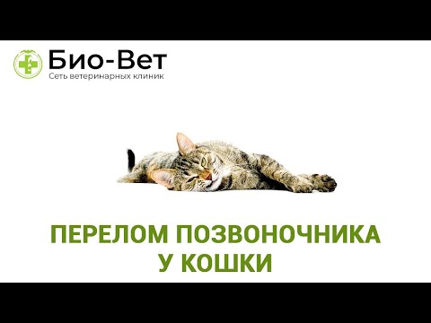 Видео: Перелом Позвоночника У Кошки & Симптомы Перелома Позвоночника У Кошки. Ветклиника Био-Вет