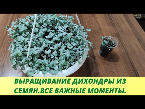 Видео: Как вырастить из одного сеянца огромный куст дихондры. Выращиваю Дихондру серебристую из семян.