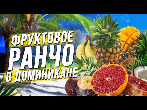 Видео: Обзор фруктов Доминиканы! Какие фрукты стоит покупать?