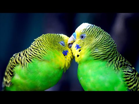 Видео: Французская линька. Решение по французской линьке у волны. Как выглядят птенцы с французской линькой