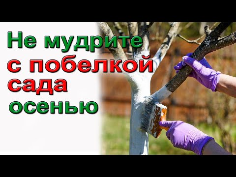 Видео: Не мудрите с побелкой сада осенью.