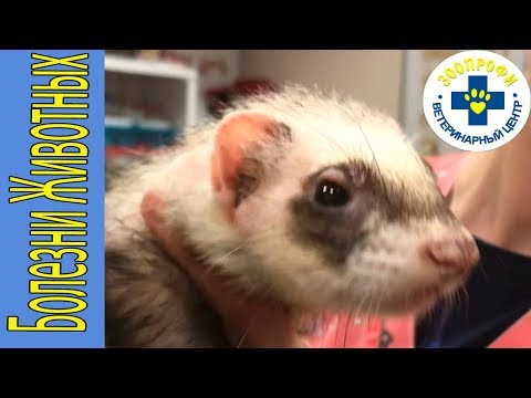 Видео: ОТОДЕКТОЗ У ХОРЬКА. ХОРЁК ЧЕШЕТ УШИ, ВЕСЬ ОБЛЕЗ... ЧТО СЛУЧИЛОСЬ
