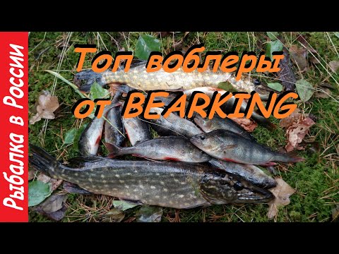 Видео: Топ воблер от Bearking.  Ловля щуки и окуня по лапухам.  Спиннинг поздней осенью.