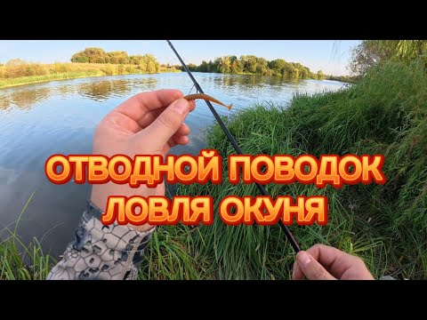 Видео: Ловля окуня на отводной поводок! Тестируем приманки, есть ли разница?
