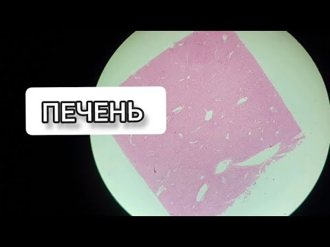 Видео: ПЕЧЕНЬ